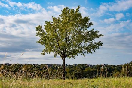 Cooperation between City of Velika Gorica and Zagreb Airport on the city greening project